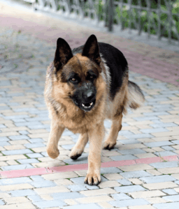 German Shepherd showing signs of aggression on a sidewalk – possible dog bite risk in Burbank