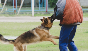 Pomona dog bite lawyer